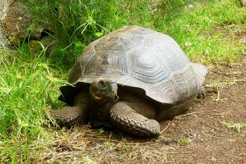 Giant Galapagos turtle. Galapagos islands, Ecuador