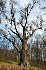 Maksym Zalizniak's oak in the legendary