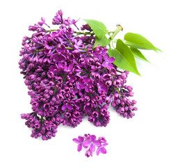 Obraz premium lilac flowers