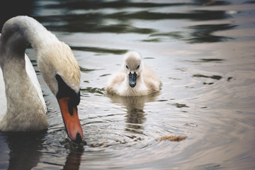Baby swan swimming at the lake with mother
