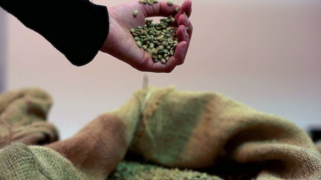 Hand touching coffee beans inside the jute bag