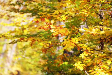 Beautiful autumn trees