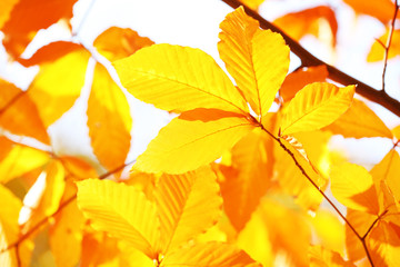 Beautiful autumn leaves