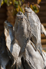 stockfish