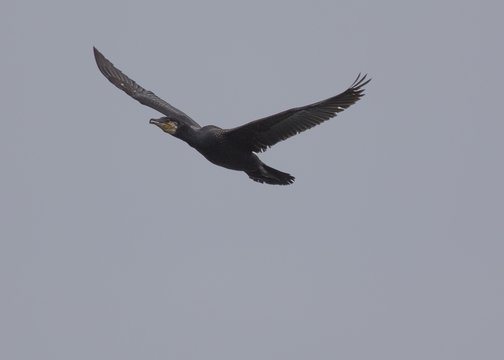Cormorant