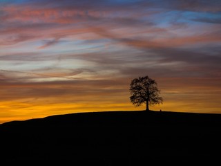 Fototapeta premium Alte Eiche im roten Sonnenuntergang