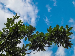 Eichenzweig unter weiß-blauem Himmel