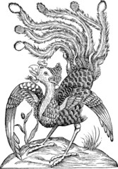 Vintage graphic phoenix