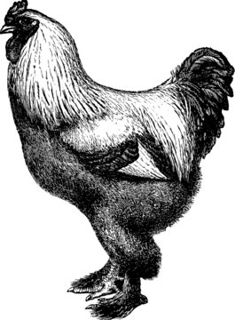 Vintage Illustration Brahma chicken