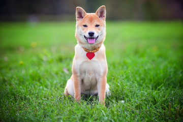 Shiba Inu
