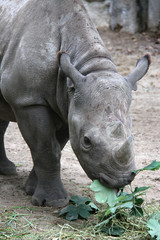 Obraz premium young rhino eating fresh leaves