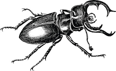 Vintage graphic stag-beetle - 73827185