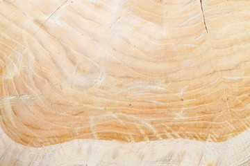 Teak texture