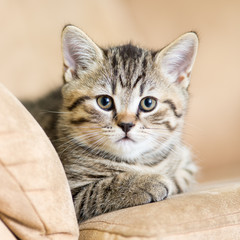 portrait of domestic cat on a sofa