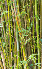 touffes de bambou