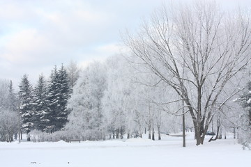 Winter view in the park