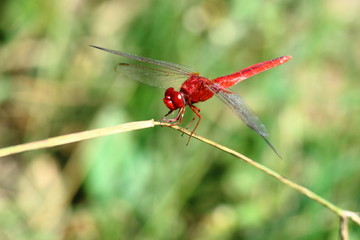 Dragonfly wings colorful