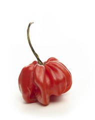 Red Chilli Pepper
