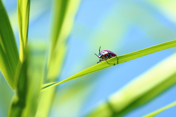 Blue insect on leaf
