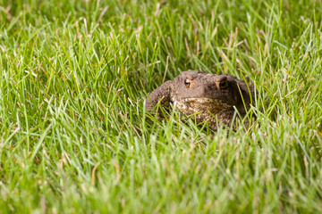 frog sitting on green grass