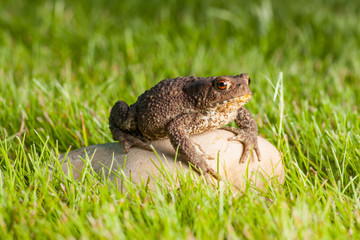 the frog is sitting on a stone