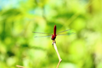 Dragonfly wings colorful