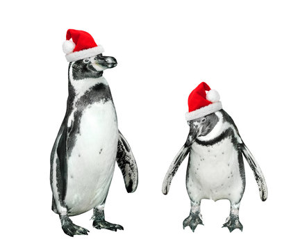 Funny penguins with santa's cap on white background.