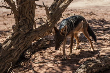 Namibia, Africa