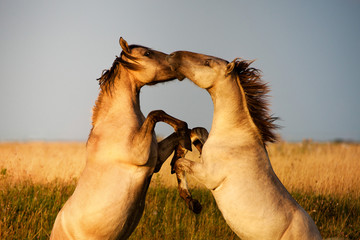 Wildferde © AlexZachen