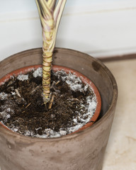 Moldy flowerpot (close-up shot)