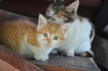Red kitten with an adult cat
