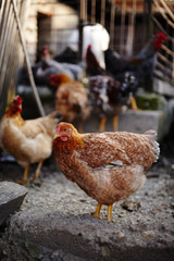 Free range chicken