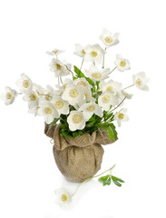 Beautiful bouquet of white flowers with a vase of burlap isolate