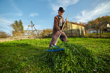 Farmer gathering grass to feed the animals