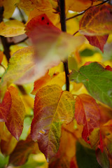 Colorful apple tree leaves