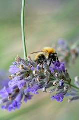 fleur et insecte