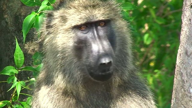 Yellow baboon looks around, Uganda
