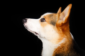 Welsh Corgi Pembroke dog