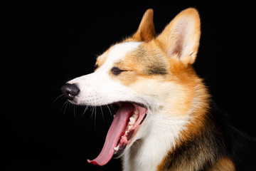 Welsh Corgi Pembroke dog