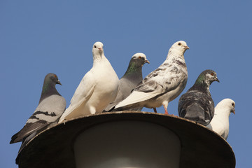 Pigeons sitting on a street lantern