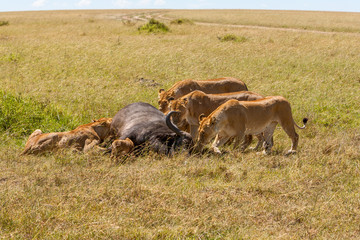 Lions Feeding