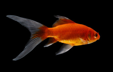 gold fish isolated on black  background