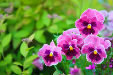 Group of pansy in the garden