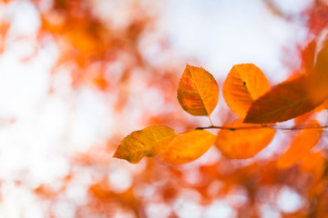 Naklejka na ściany i meble Orange autumn leaves