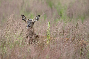 Red deer in tall grass