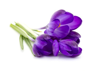 crocus on white background - fresh spring flowers