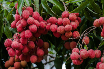 Lychees on tree