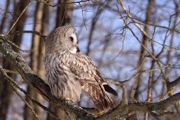 Great Grey Owl or Lapland Owl
