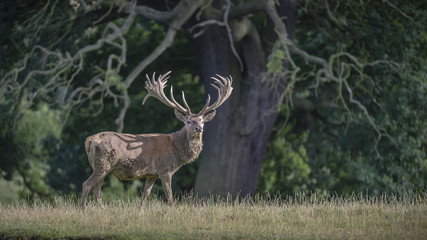 Red Deer Stag 3