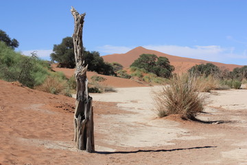 Dead tree Sossusvlei Namib Desert